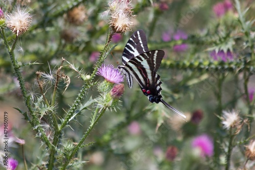 butterfly on a flower