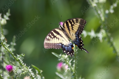 butterfly on a flower
