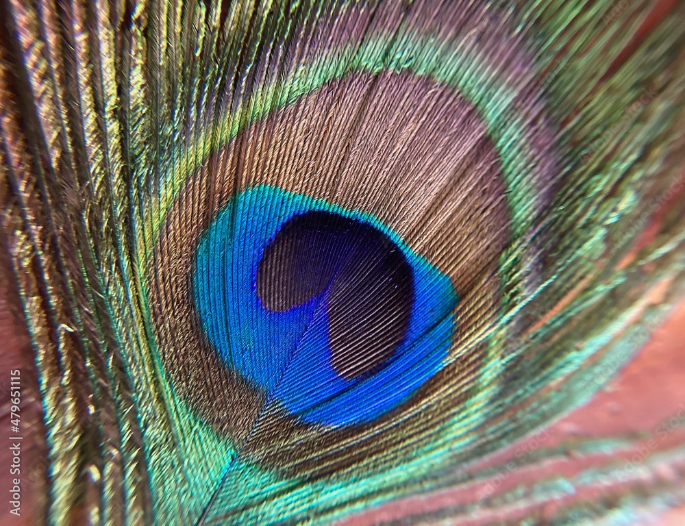 Obraz premium peacock feather close up