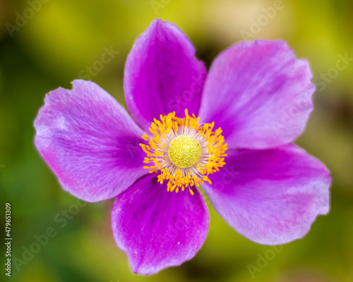 Beautiful purple flower close up © Judit