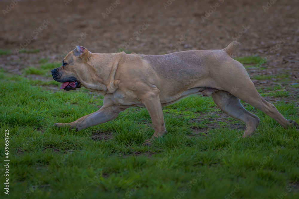 2022-01-10 A YOUNG CANE CORSO RUNNING ACROSS GREEN GRASS AT A LOCAL DOG PARK IN REDMOND WASHINGTON