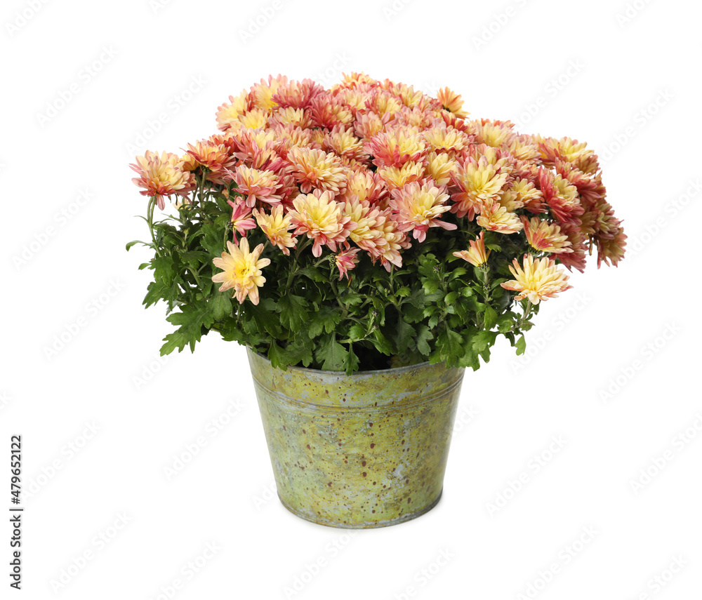 Beautiful chrysanthemum flowers in pot on white background
