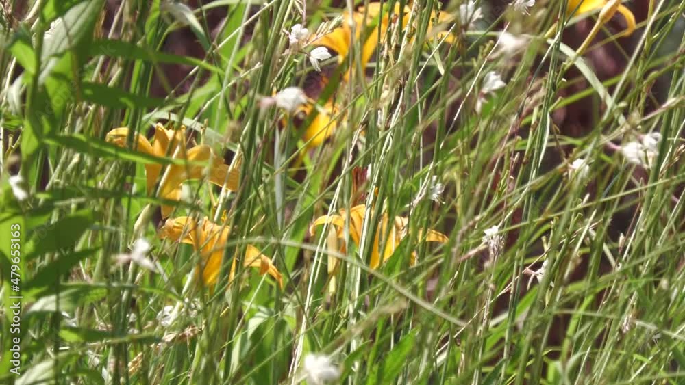 Tall grass and yellow flowers swaying wildly in the field Tall grass and yellow flowers swaying wildly in the field