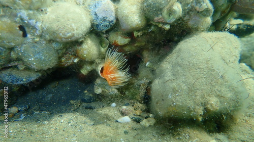 Polychaeta Smooth tubeworm or red-spotted horseshoe (Protula tubularia) undersea, Aegean Sea, Greece, Halkidiki photo