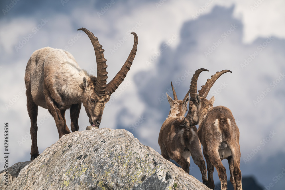 Several ibex in the Ticino mountains licking a salt stone near a mountain hut.