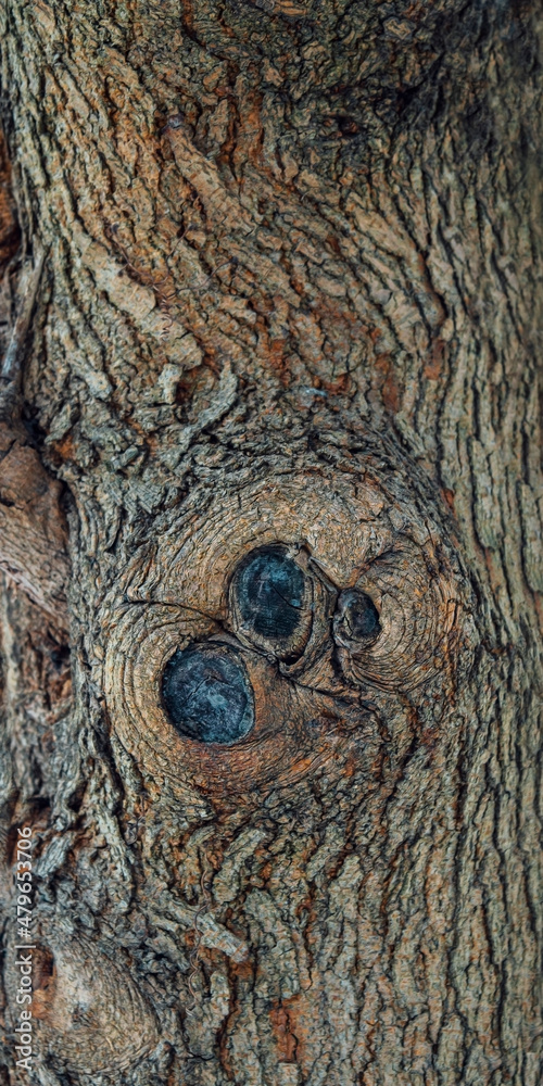 Natural structure of the bark of a mulberry tree. Highly detailed tree bark texture. Tree bark close up texture. Natural tree bark background template. Rough barrel surface. Gray, brown background.