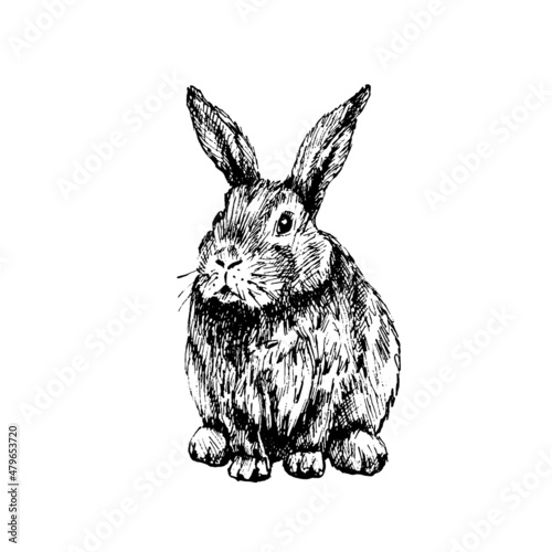 Lying rabbit. Vector vintage hatching illustration. Isolated on white