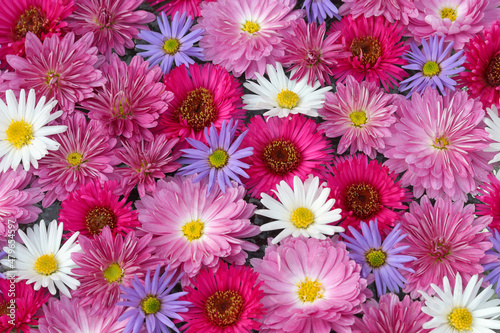 Chrysanthemum. Autumn flowers. Beautiful Autumn pink  purple  violet  white chrysanthemum flowers. Postcard  greetings. Banner Spring flowers of different colors .Top view. Texture and background. 