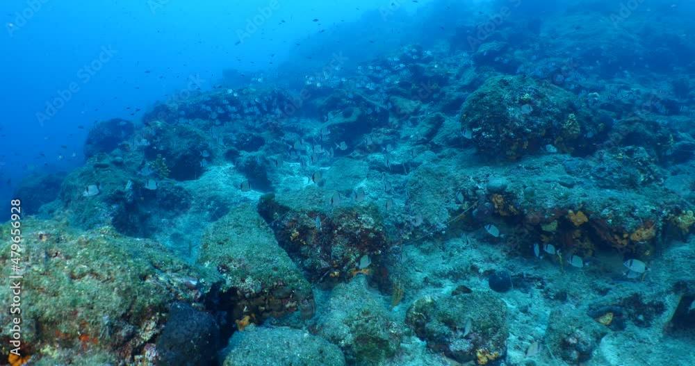 underwater fish scenery from mediterranean sea breams ocean scenery underwater landscape seabreams underwater fish scenery from mediterranean sea breams ocean scenery underwater landscape seabreams