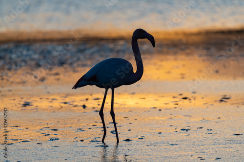 Silhouette of Flamingos in Sunset, Camargue, France