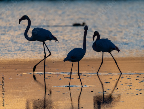 Silhouette of  Flamingos in Sunset  Camargue  France