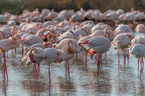 Flamingos in the Carmague, France