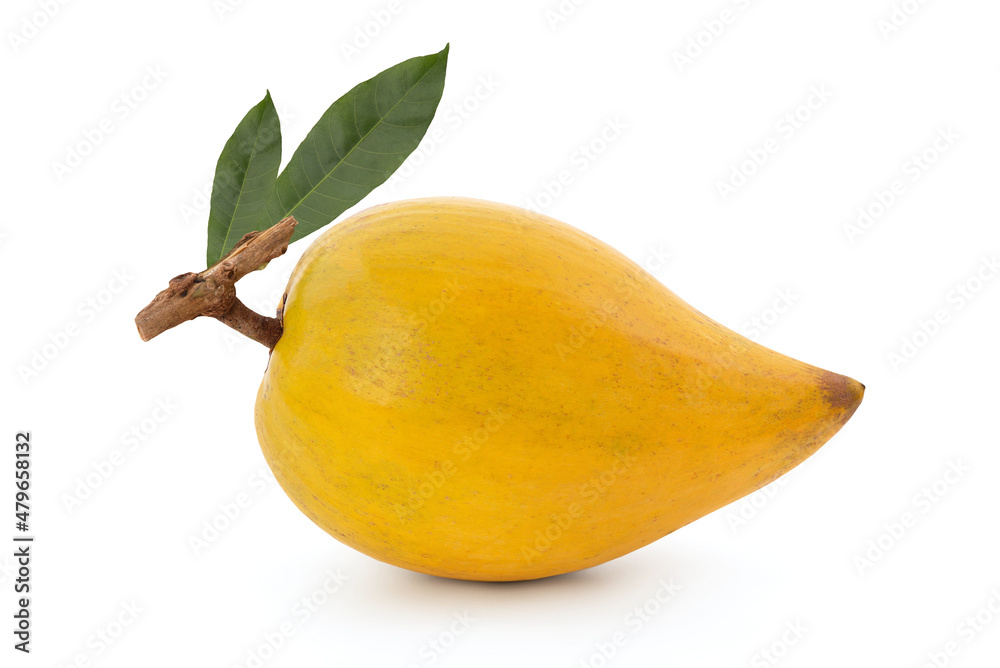 Canistel or Pouteria campechiana fruit isolated on white background with clipping path.