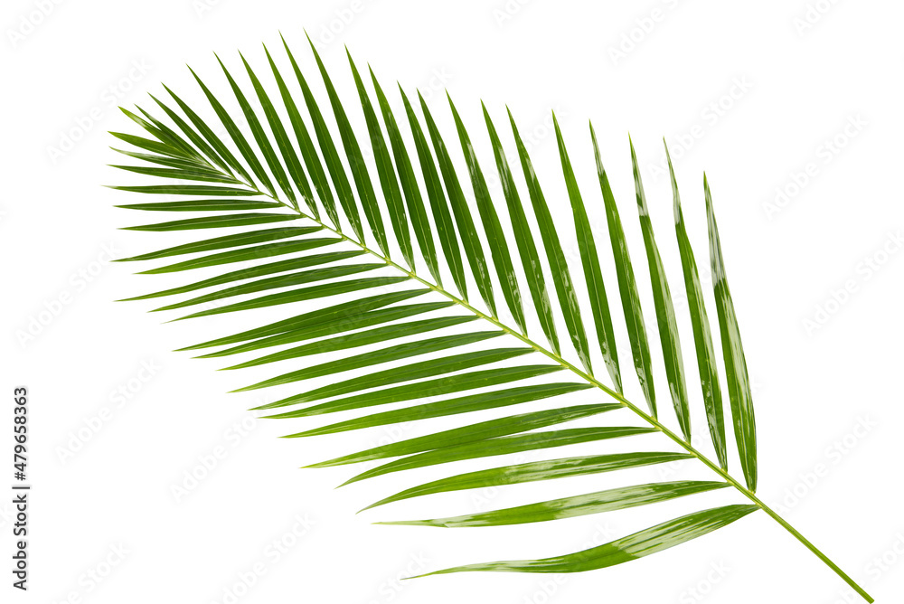 Fototapeta premium Bamboo Palm branch green leave isolated on white background with clipping path.