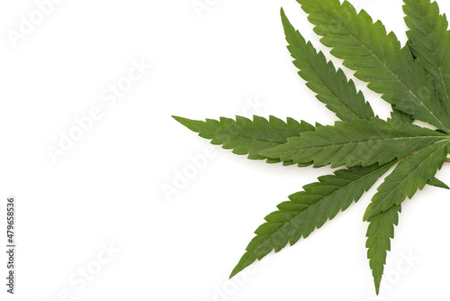 Marijuana or Cannabis ruderalis leaves isolated on white background.top view.
