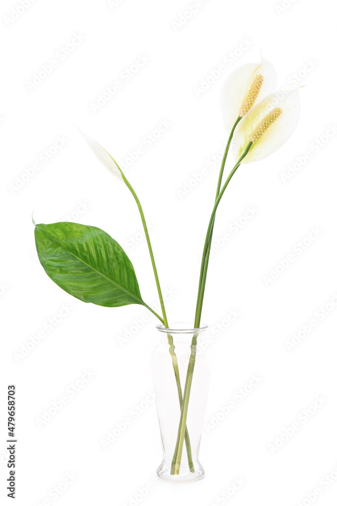 Peace lily flowers isolated on white background. Peace lily flowers isolated on white background.