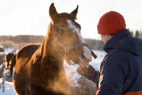Fototapeta Naklejka Na Ścianę i Meble -  Man feeding horse in farm or ranch in countryside in frosty winter sunny day
