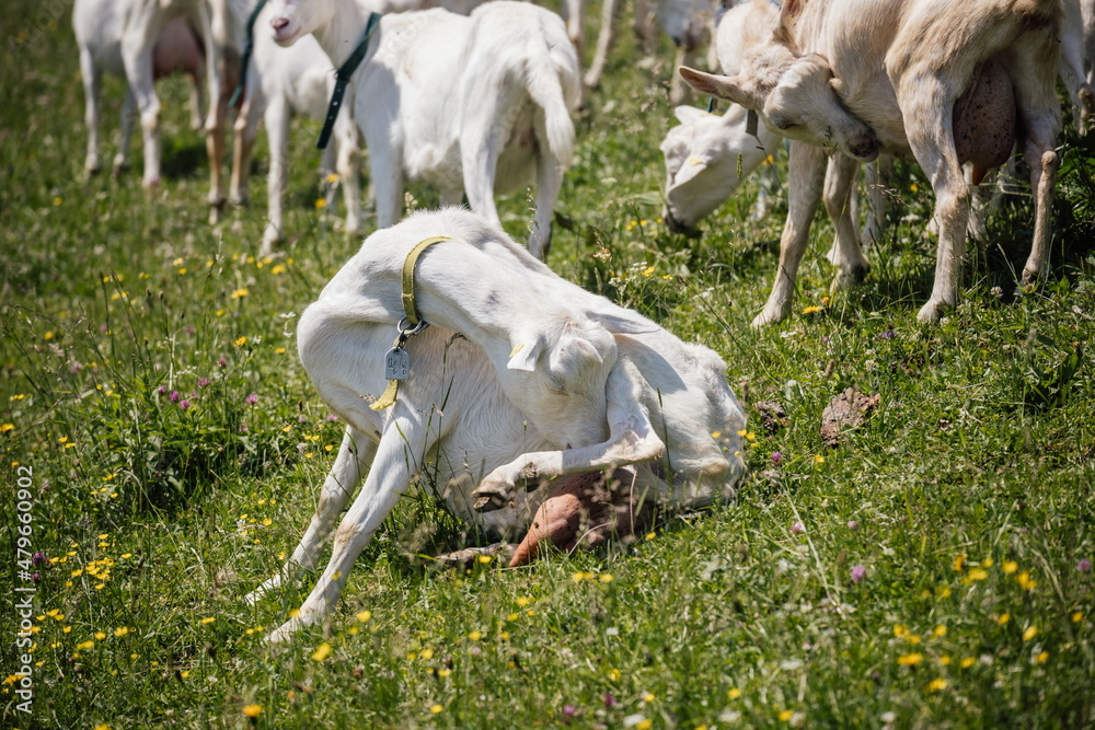 Fototapeta premium Ziege leckt sich