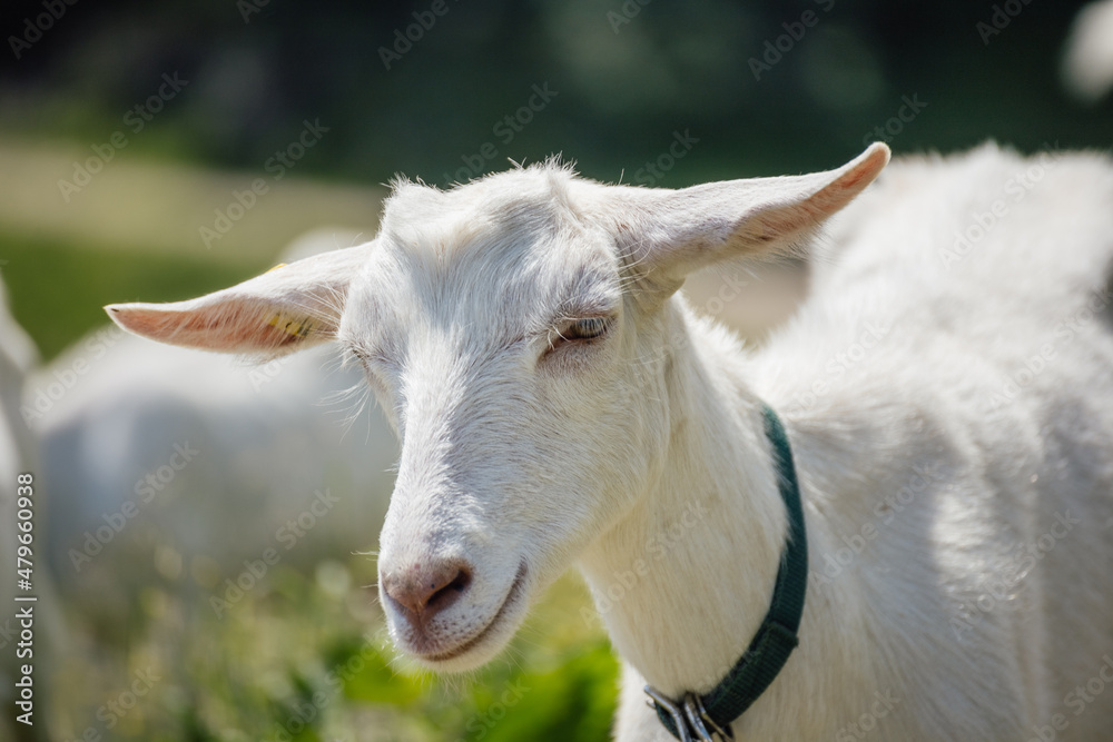 Obraz premium Ziegenkopf