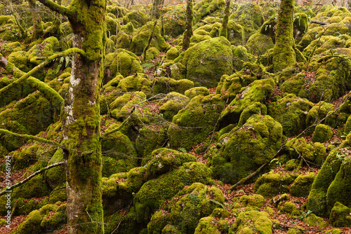 Rocks and trees covered by moss in a virgin forest in the Basque Country, north of Spain. photo