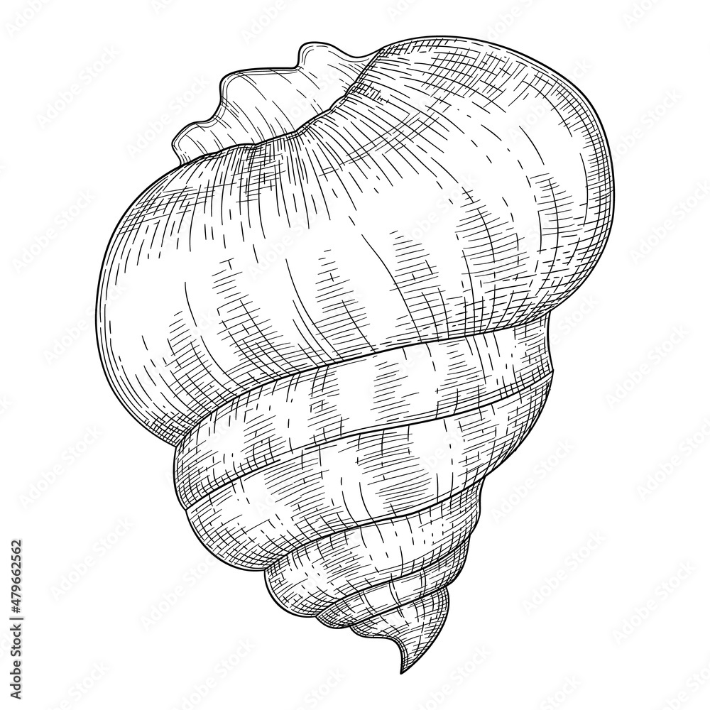 Hand drawn sea shell. Starfish shellfish tropical mollusk in vintage