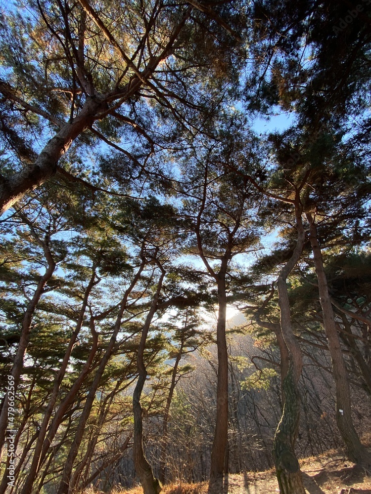 Fototapeta premium trees in the forest