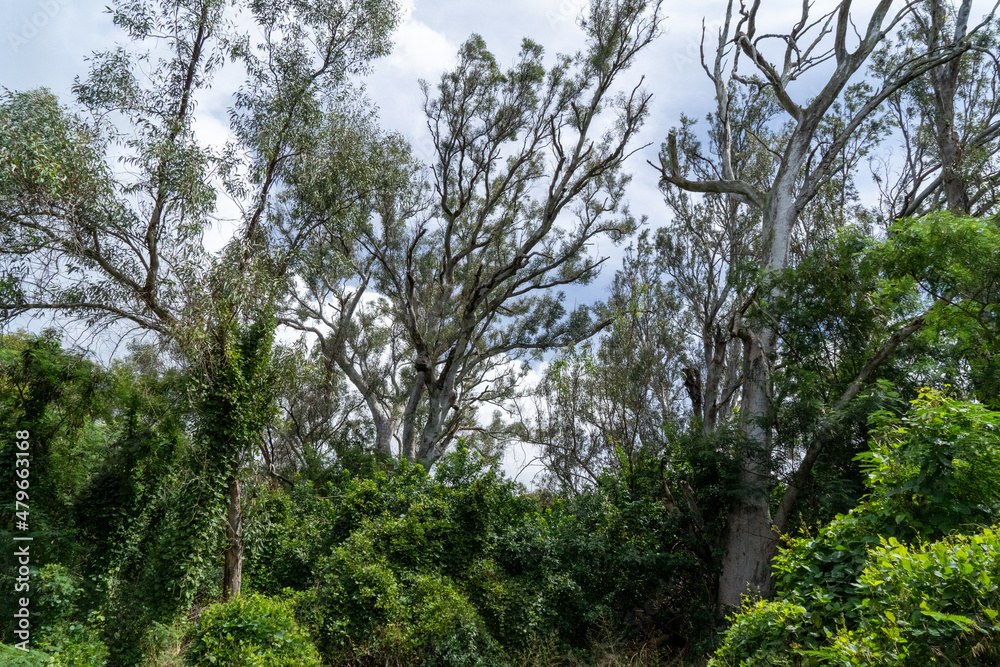 Fototapeta premium trees in the forest
