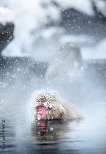 Sticker Monkey who goes to a hot spring on a snowy day.