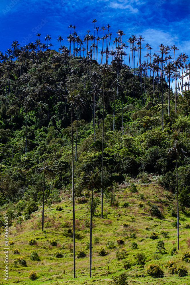 Fototapeta premium View of the beautiful cloud forest and the Quindio Wax Palms at the Cocora Valley located in Salento in the Quindio region in Colombia.