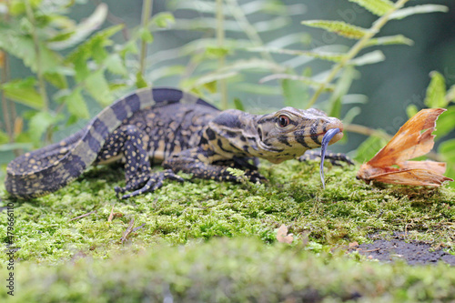 A young salvator monitor lizard was preying on a moth. This reptile has the scientific name Varanus salvator. 