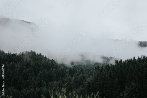 Low clouds over forest