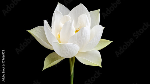 Close up of white lotus flower isolated on black background. photo