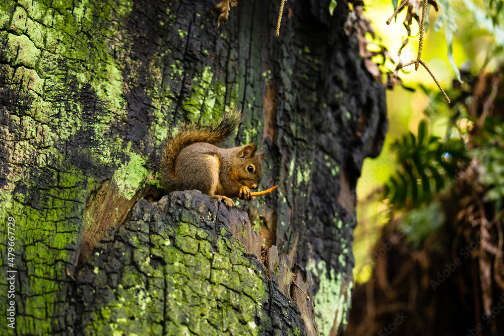 Red Tail Squirrel
