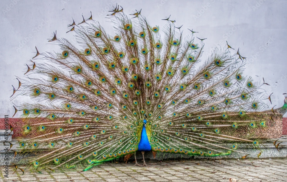 Fototapeta premium Warsaw / Varsovia / Warszawa