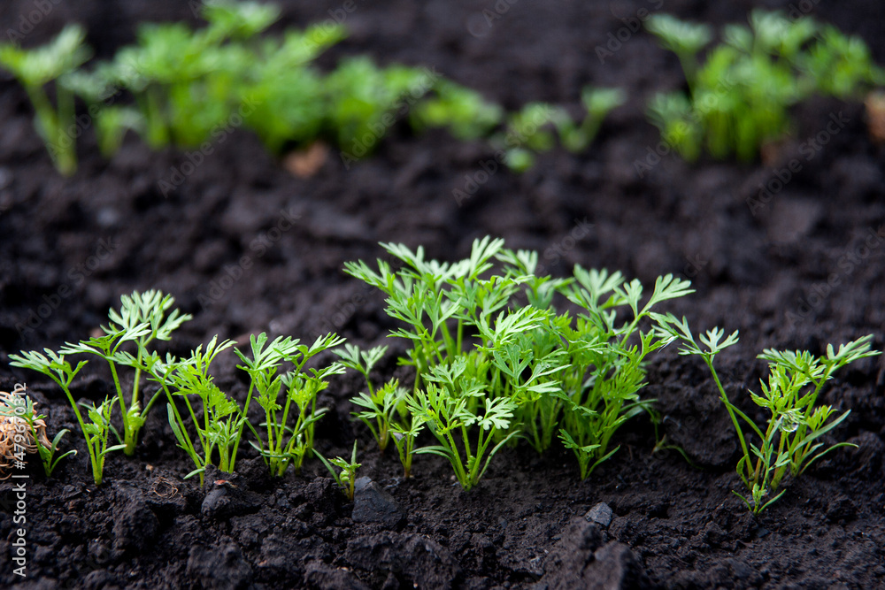Shoots of carrots in the garden. Growing carrots. Growing vegetables