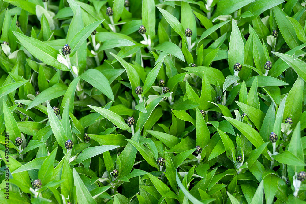 Green background of cornflower leaves Green background of cornflower leaves