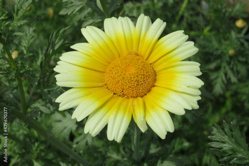 Obraz premium 春菊の花（野菜）