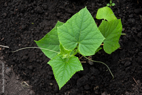 Cucumber sprouts in a greenhouse. Growing vegetables