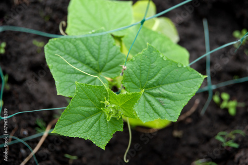 Cucumber sprouts in a greenhouse. Growing vegetables