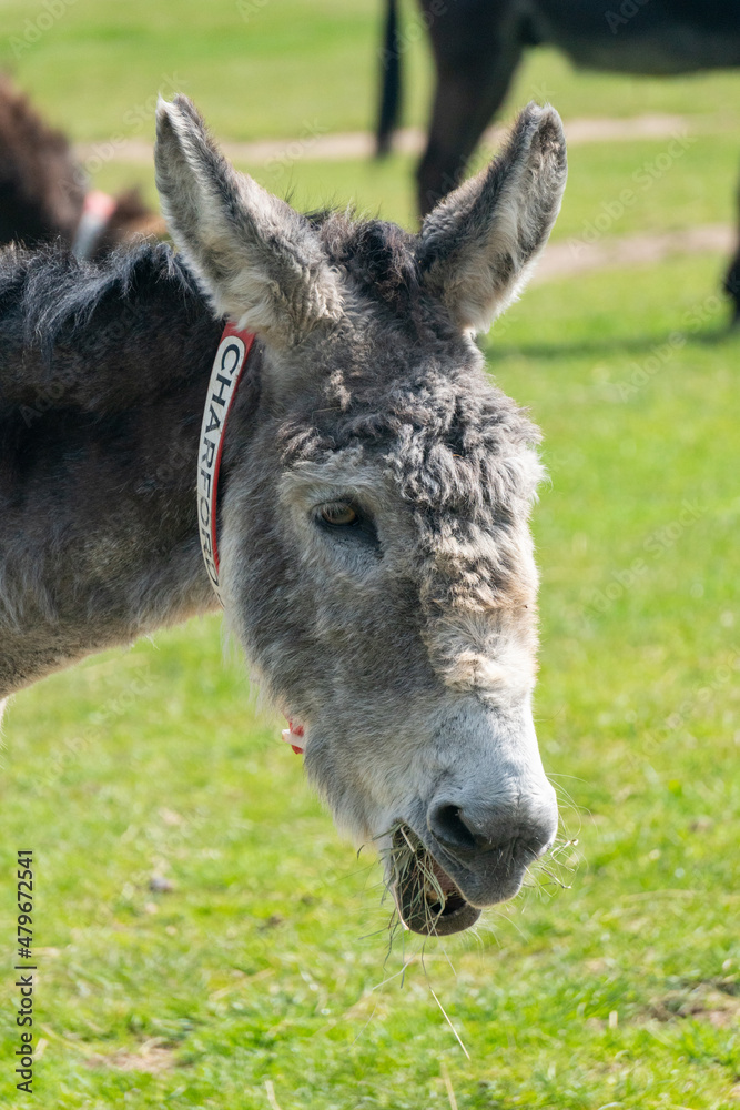 Close-up of donkey chewing grass in animal sanctuary in Isle of Wight, United Kingdom Close-up of donkey chewing grass in animal sanctuary in Isle of Wight, United Kingdom