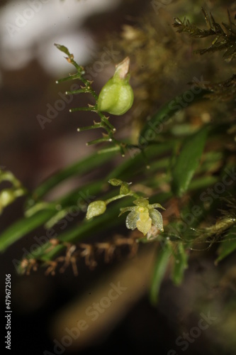 Platystele microtatantha (Schltr.) Garay, Orchidaceae, Monteverde, Costa Rica photo