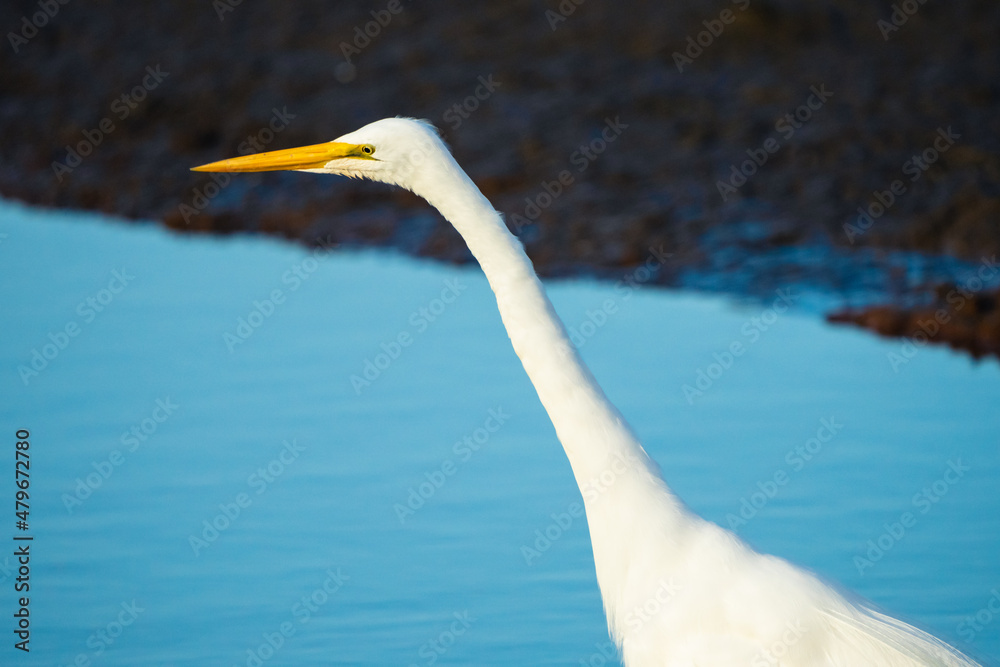 White Egret White Egret