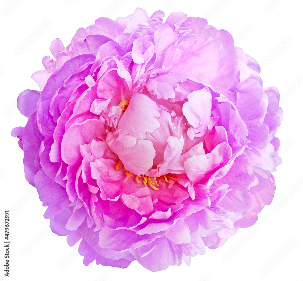 Pink peony flower  on white isolated background with clipping path. Closeup. For design. Nature.