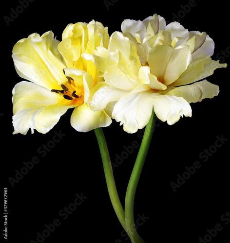 Yellow  tulips flowers  isolated on  black background. Closeup. Nature.