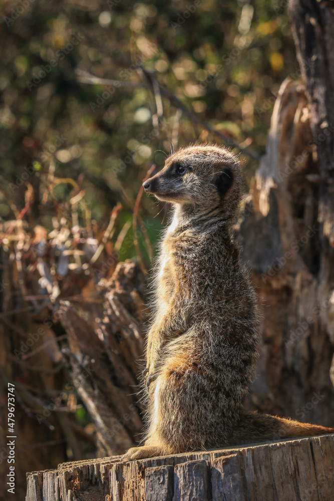 meerkat on guard