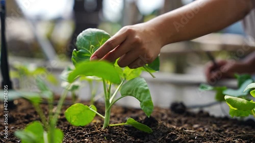 Close-up shot of farmer cut vegetable leaves to remove pest and eggs insect from the vegetable seedling in the open organic farm, green house, natural system, IPM, integrated pest management. photo