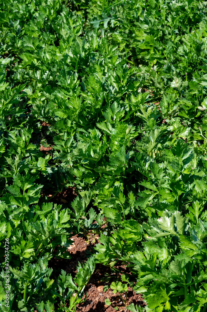 Cultivation of green leaf celery plants