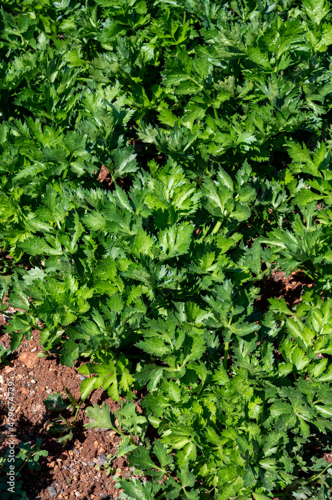 Cultivation of green leaf celery plants Cultivation of green leaf celery plants