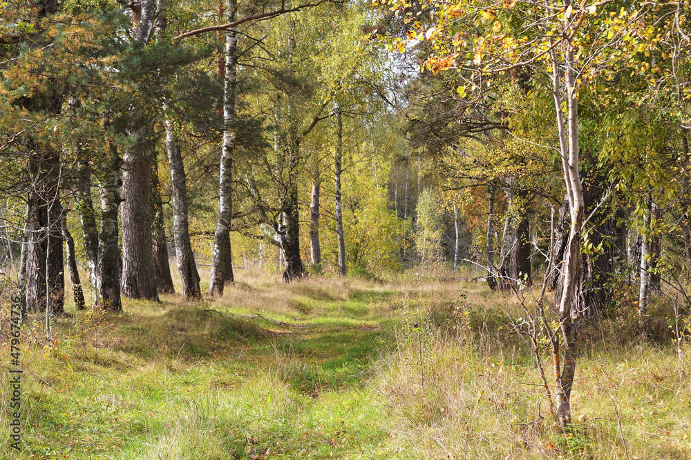Autumn forest view. Bright sunny day in a colorful forest. Landscapes of nature with sunlight. Autumn forest view. Bright sunny day in a colorful forest. Landscapes of nature with sunlight.