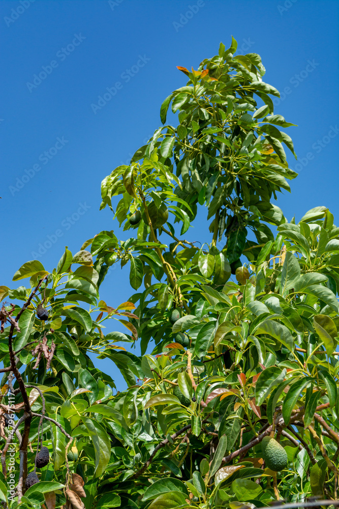Green ripe avocados fruits hanging on avocado trees plantation Green ripe avocados fruits hanging on avocado trees plantation